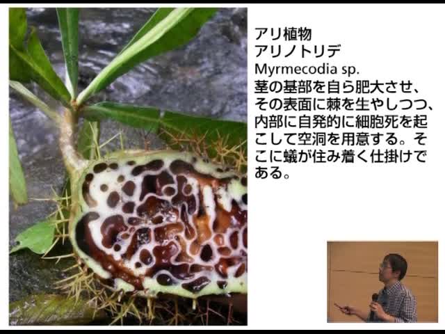 植物の＜見かけ＞はどう決まる：できあがってしまった姿