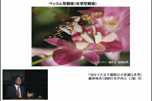 昆虫の擬態：だましのテクニックの進化