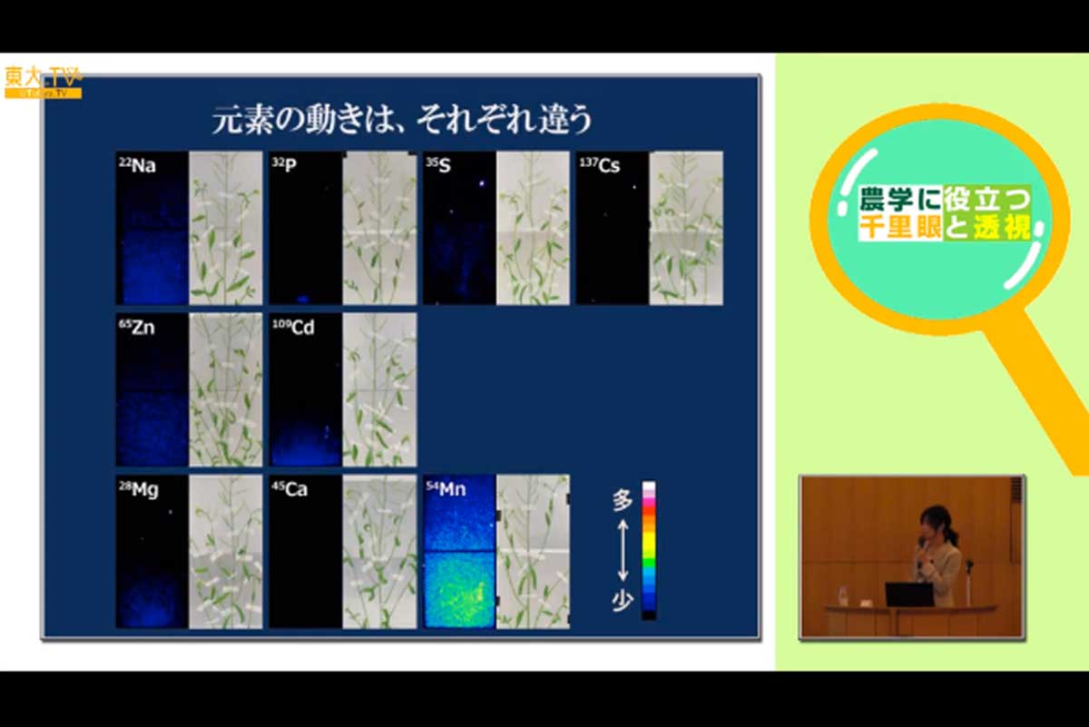 放射性物質で見る植物の中の元素の動き
